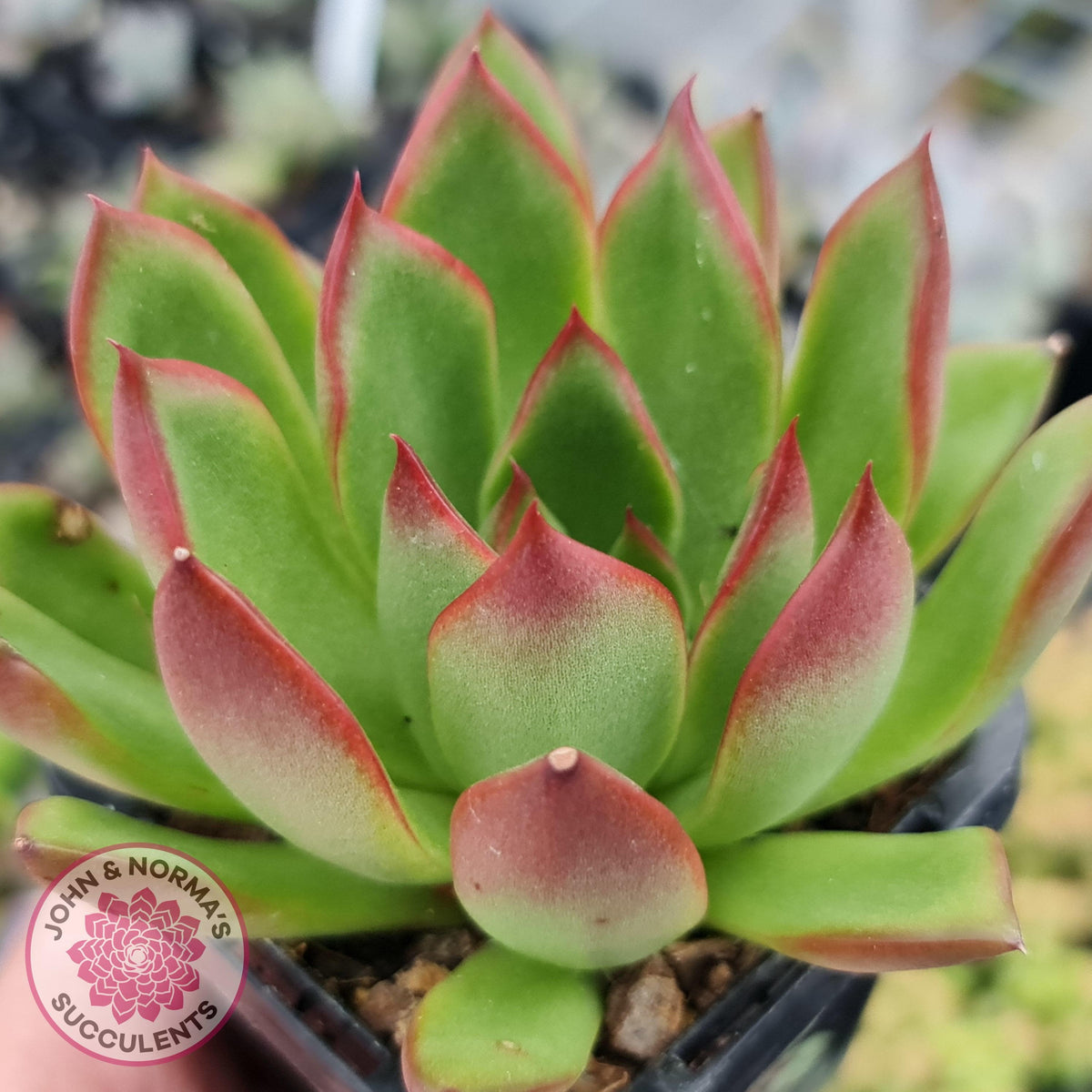 Echeveria Benimusume