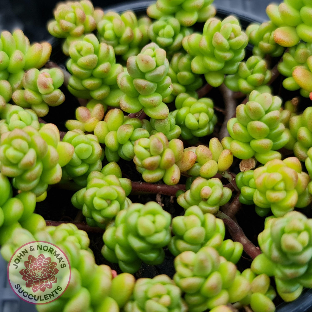 Sedum Album