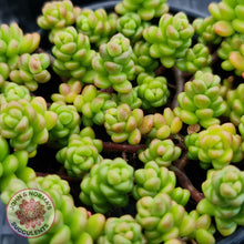 Load image into Gallery viewer, Sedum Album - John & Norma's Succulents