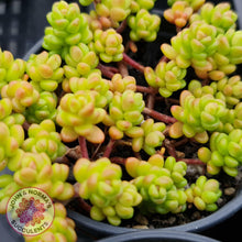 Load image into Gallery viewer, Sedum Album - John & Norma's Succulents