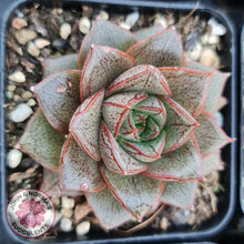Load image into Gallery viewer, Echeveria purpusorum - John & Norma's Succulents