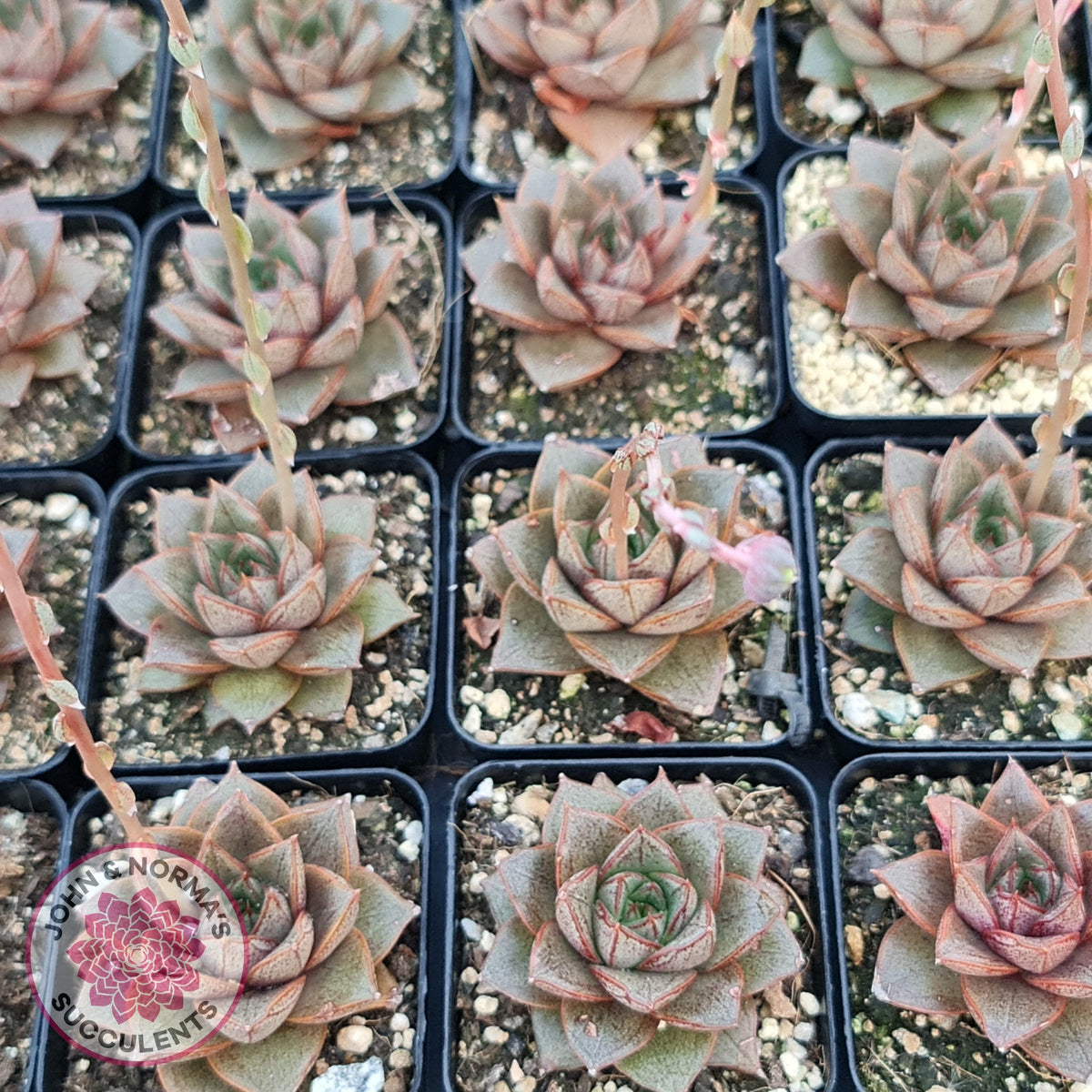 Echeveria purpusorum
