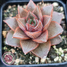 Load image into Gallery viewer, Echeveria purpusorum - John & Norma's Succulents