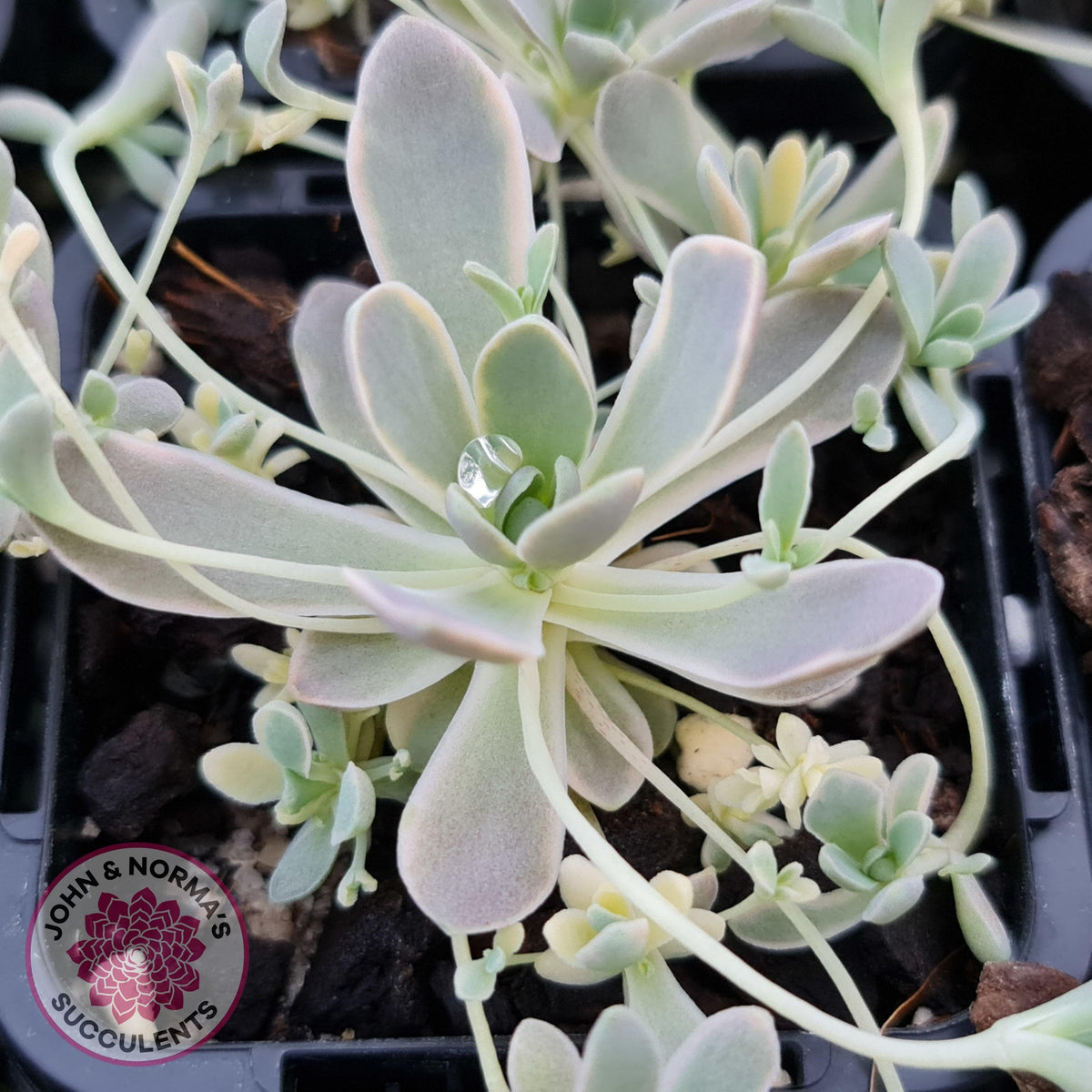 Orostachys iwarenge var. boehmeri - Variegated Chinese Dunce Cap - Cuttings x 4