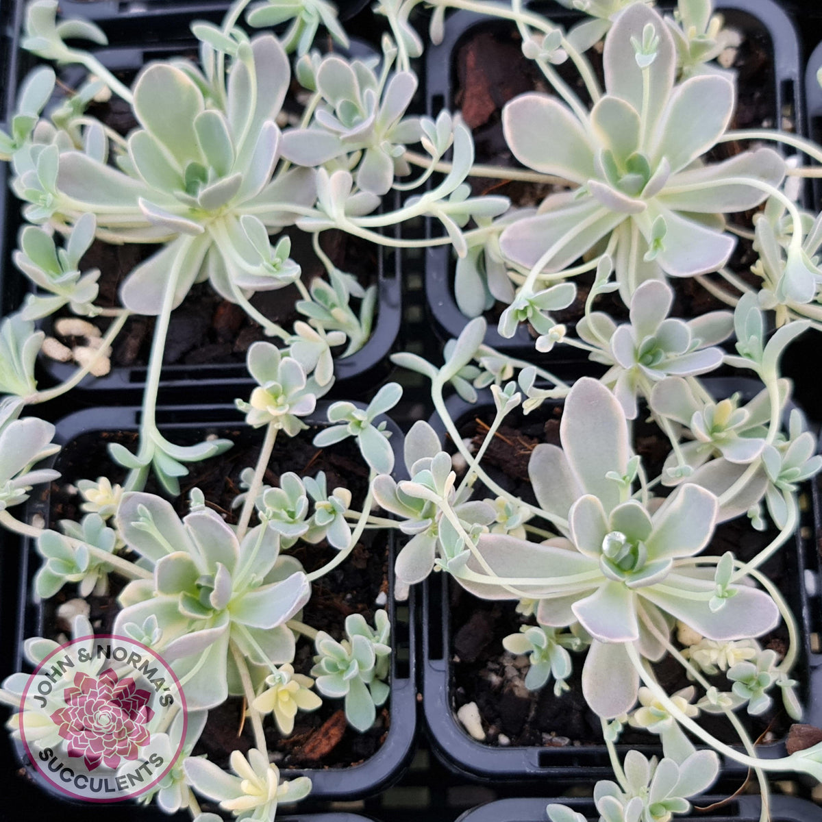 Orostachys iwarenge var. boehmeri - Variegated Chinese Dunce Cap