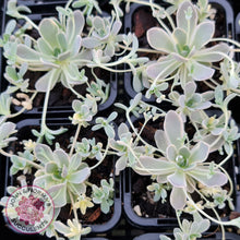 Load image into Gallery viewer, Orostachys iwarenge var. boehmeri - Variegated Chinese Dunce Cap - John & Norma's Succulents