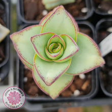 Load image into Gallery viewer, Crassula perforata - Giant Form - John & Norma's Succulents