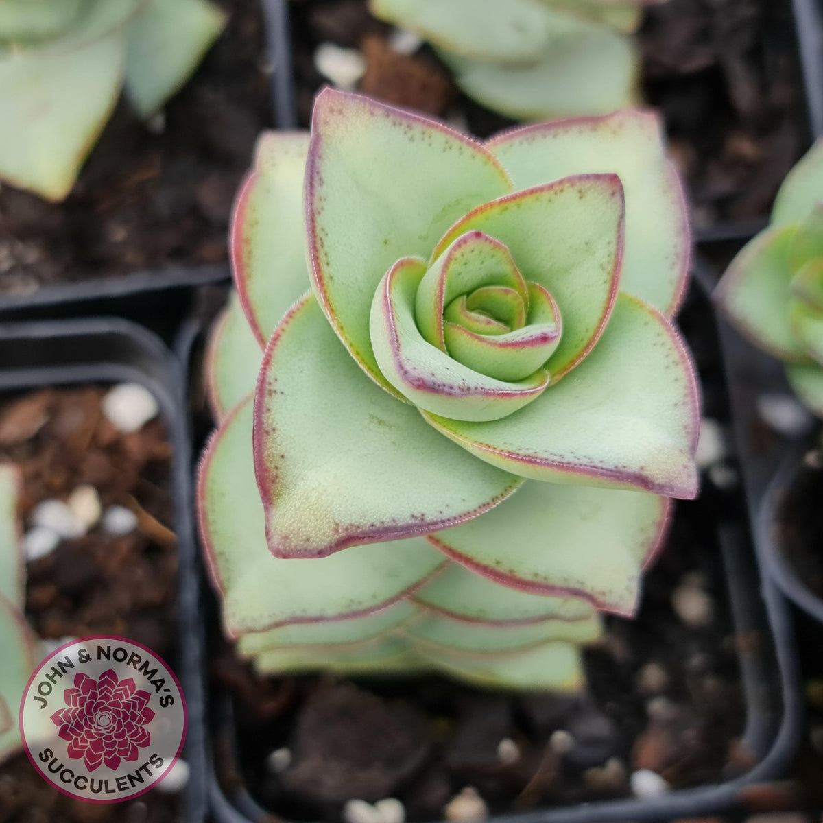 Crassula perforata - Giant Form