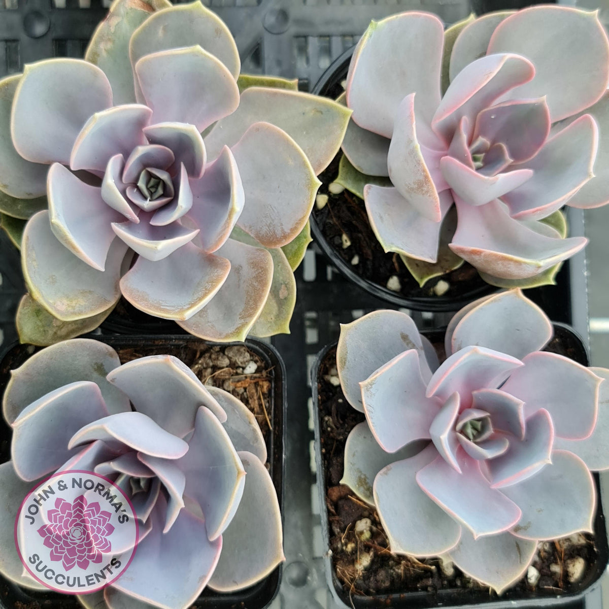 Echeveria Perle Von Nurnberg