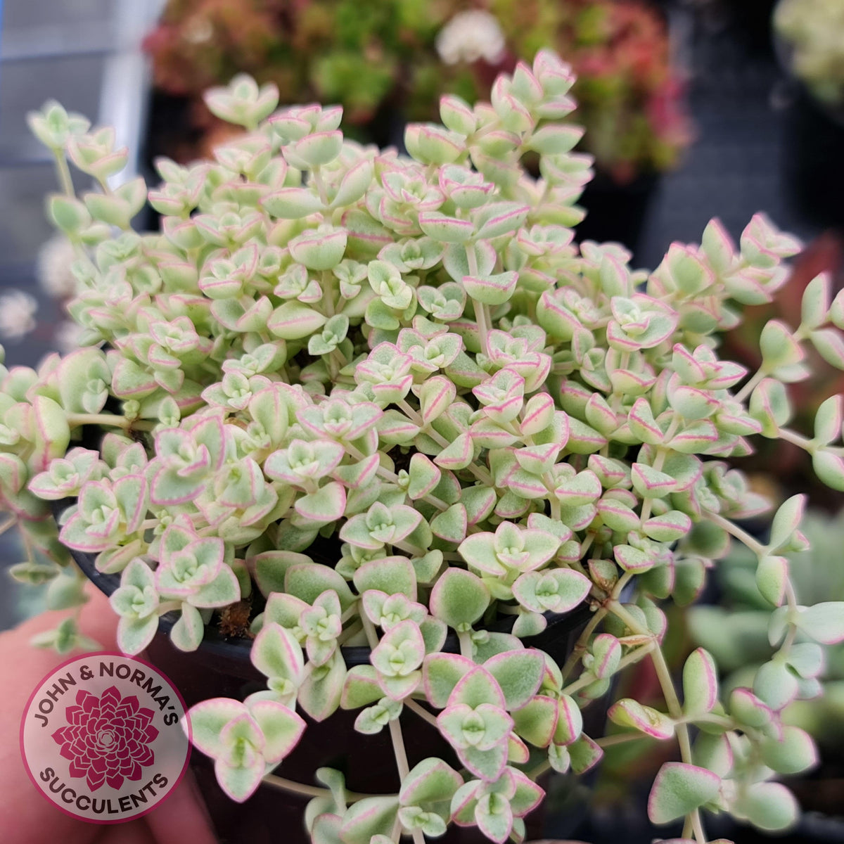 Crassula pellucida subsp. marginalis minima albo variegata 'Little Missy'