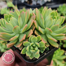 Load image into Gallery viewer, Echeveria Kerrie's Choice - John & Norma's Succulents