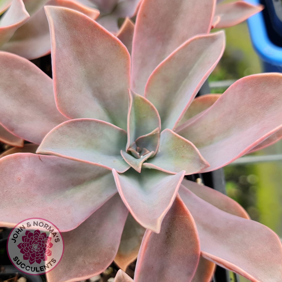 Graptoveria Fred Ives