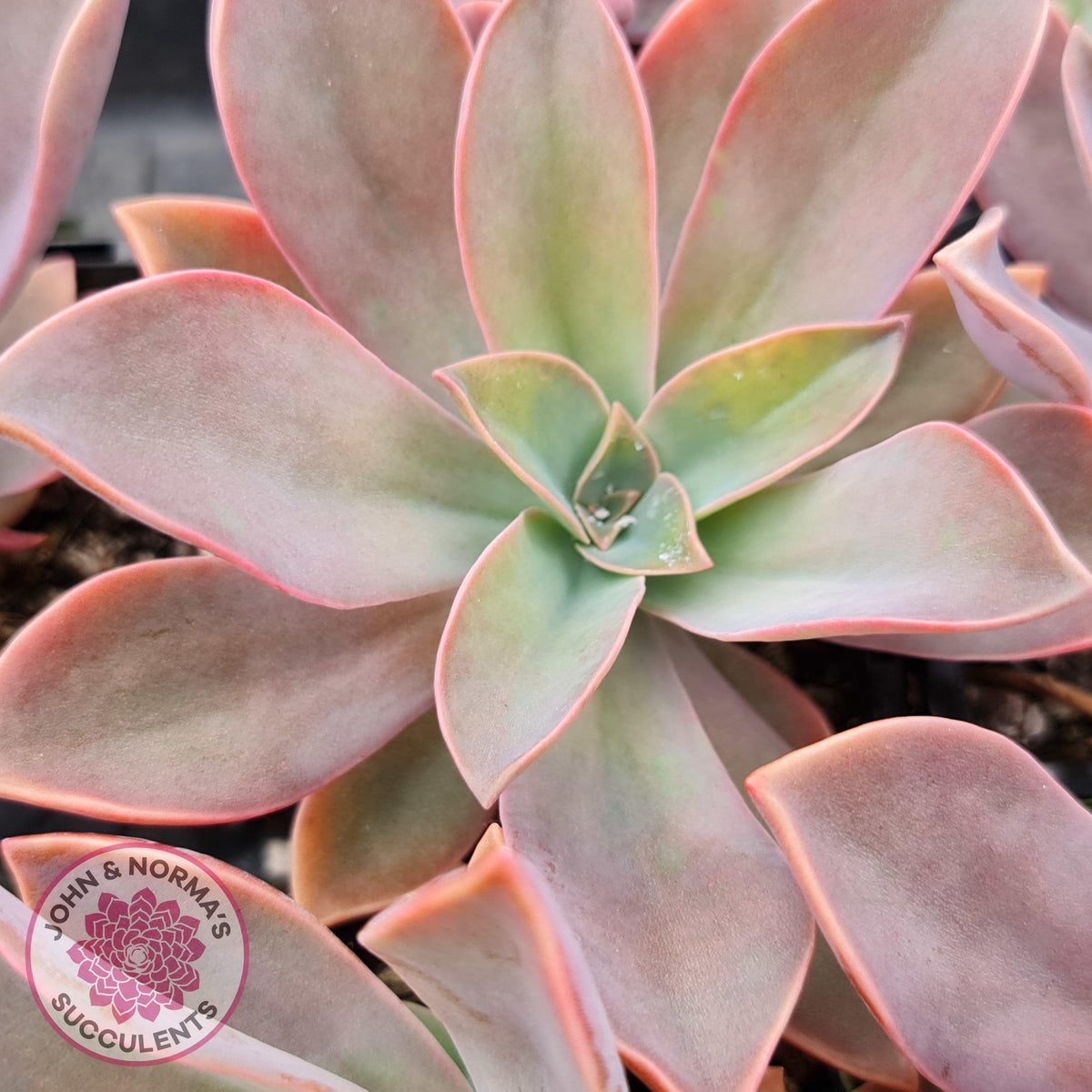Graptoveria Fred Ives