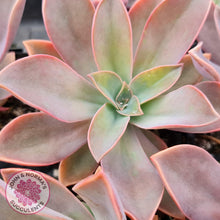 Load image into Gallery viewer, Graptoveria Fred Ives - John & Norma's Succulents