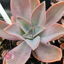 Load image into Gallery viewer, Graptoveria Fred Ives - John & Norma's Succulents