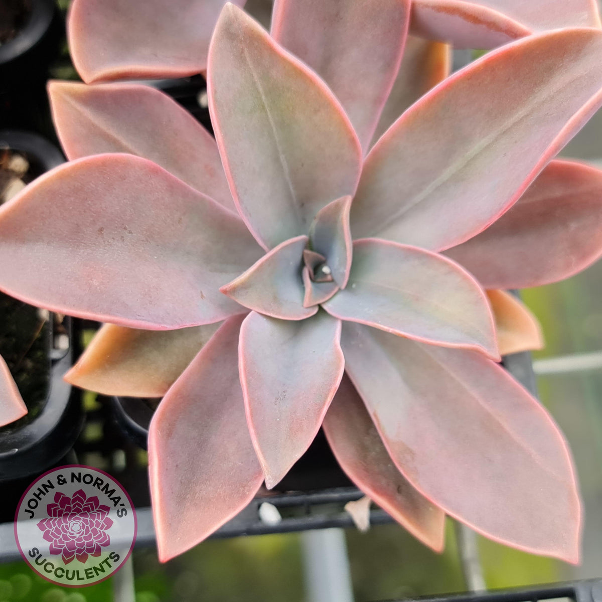 Graptoveria Fred Ives