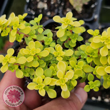 Load image into Gallery viewer, Sedum Makinoi Ogon - John & Norma's Succulents