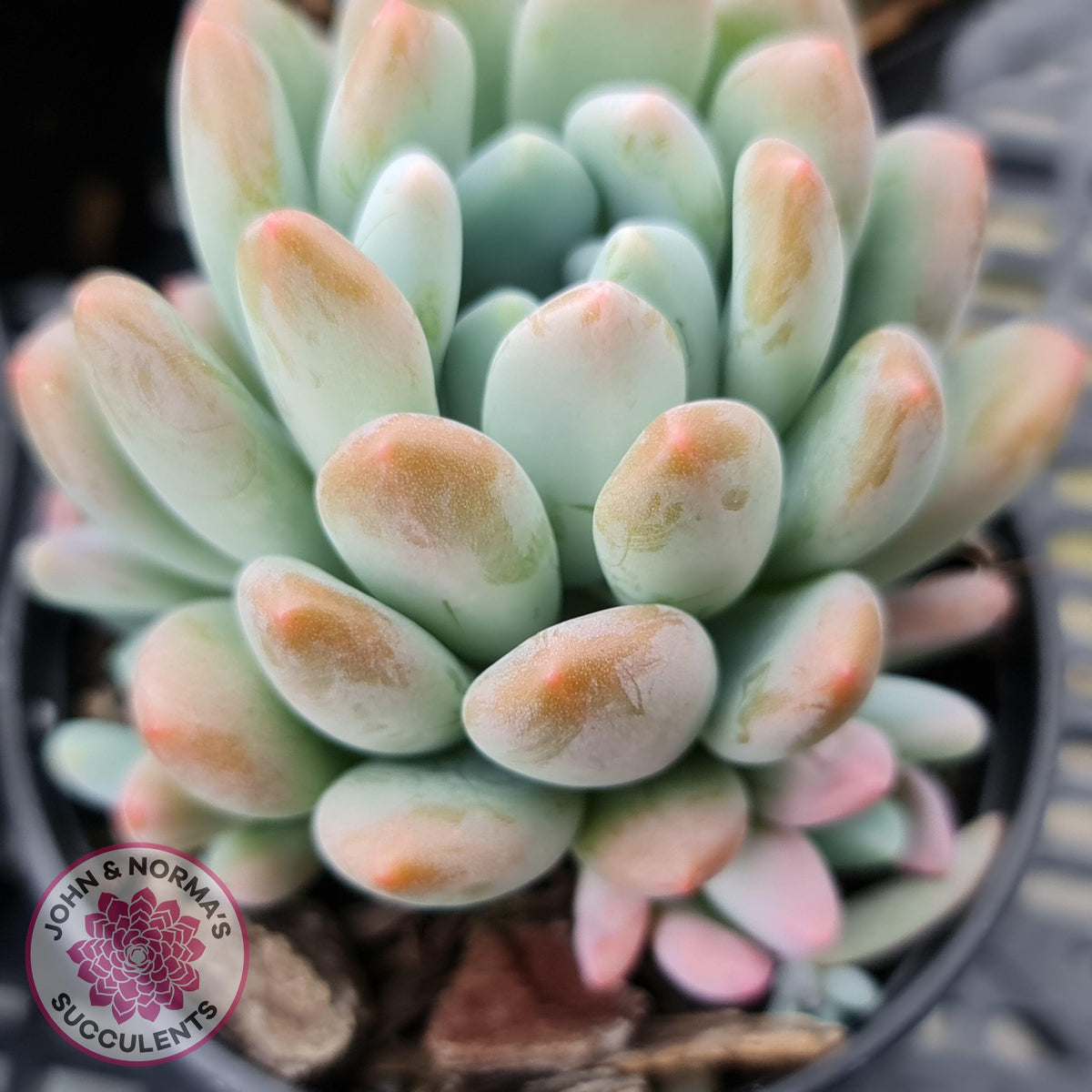 Pachyveria clavifolia