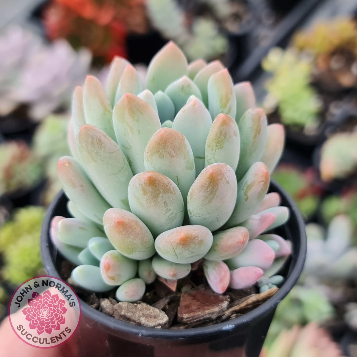Pachyveria clavifolia