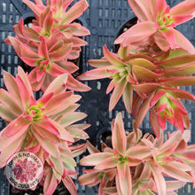 Load image into Gallery viewer, Crassula Capitella Campfire Variegata - John & Norma's Succulents