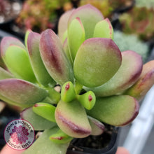 Load image into Gallery viewer, Cotyledon sp. (Fat Leaf Form) - John & Norma's Succulents
