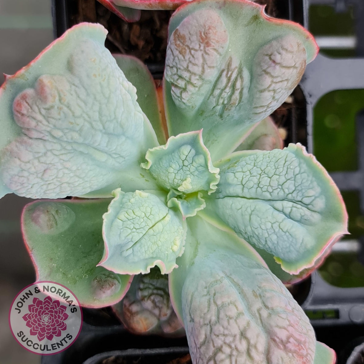 Echeveria Etna