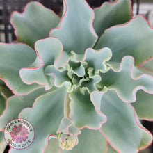 Load image into Gallery viewer, Echeveria 'Aquarius'