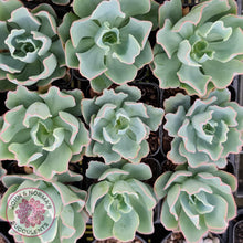 Load image into Gallery viewer, Echeveria 'Aquarius'