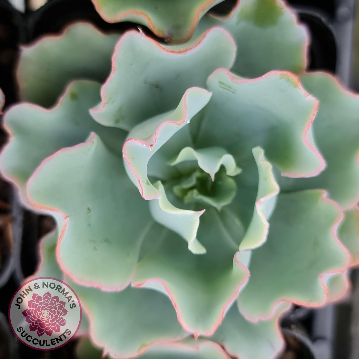 Echeveria 'Aquarius'