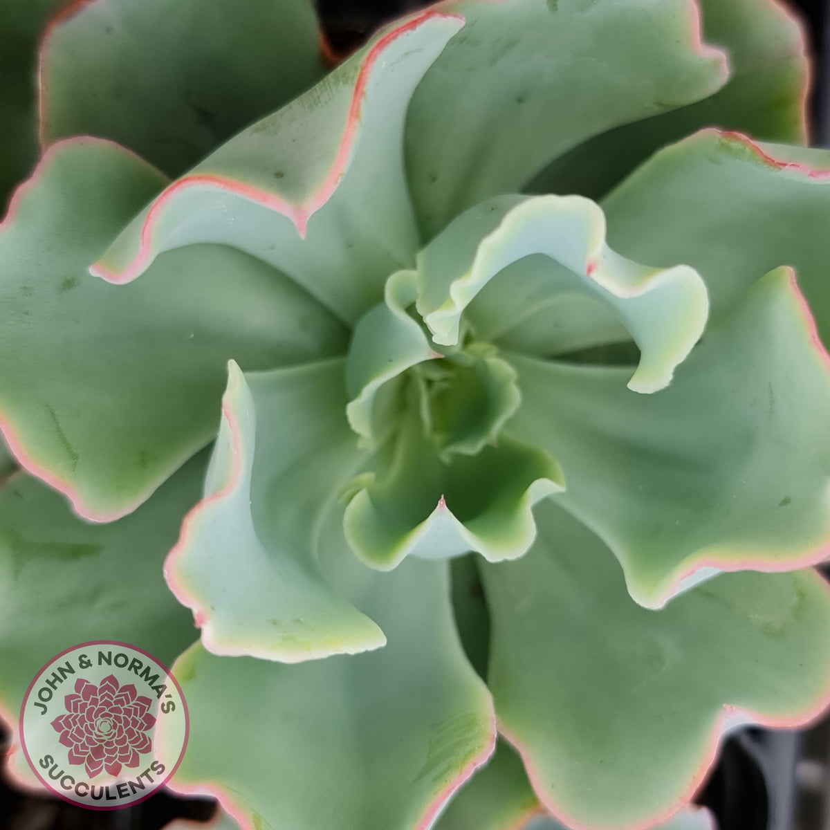Echeveria 'Aquarius'