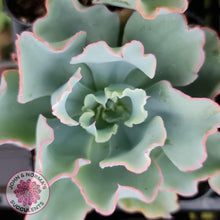 Load image into Gallery viewer, Echeveria 'Aquarius'