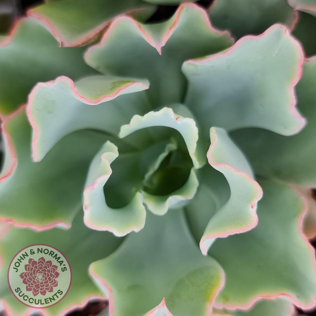 Echeveria 'Aquarius'