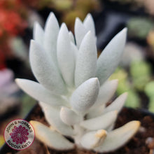 Load image into Gallery viewer, Senecio Haworthii (Cocoon Plant) - John & Norma's Succulents