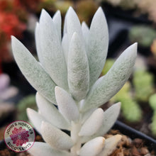 Load image into Gallery viewer, Senecio Haworthii (Cocoon Plant) - John & Norma's Succulents