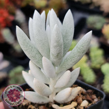 Load image into Gallery viewer, Senecio Haworthii (Cocoon Plant) - John & Norma's Succulents