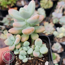 Load image into Gallery viewer, Graptosedum Miul - John & Norma's Succulents