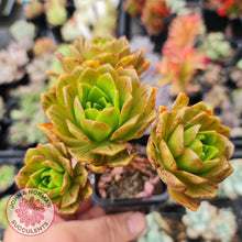 Load image into Gallery viewer, Aeonium Bronze Medal - John & Norma's Succulents