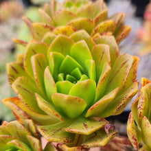 Load image into Gallery viewer, Aeonium Bronze Medal - John & Norma's Succulents