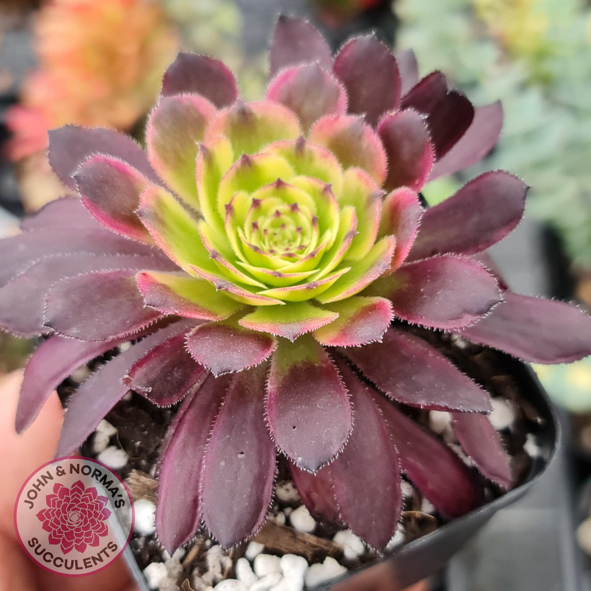 Aeonium Mardi Gras
