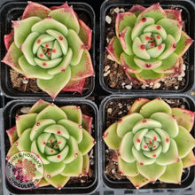 Load image into Gallery viewer, Echeveria Blue Dragon - John & Norma's Succulents