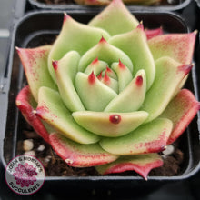 Load image into Gallery viewer, Echeveria Blue Dragon - John & Norma's Succulents