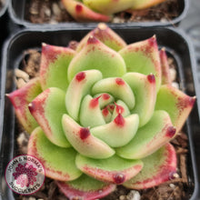 Load image into Gallery viewer, Echeveria Blue Dragon - John & Norma's Succulents