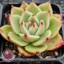 Load image into Gallery viewer, Echeveria Blue Dragon - John & Norma's Succulents
