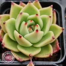 Load image into Gallery viewer, Echeveria Blue Dragon - John & Norma's Succulents