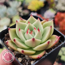 Load image into Gallery viewer, Echeveria Blue Dragon - John & Norma's Succulents