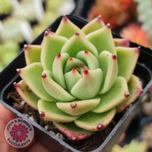 Load image into Gallery viewer, Echeveria Blue Dragon - John & Norma's Succulents