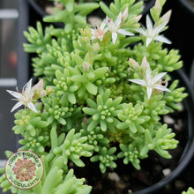 Load image into Gallery viewer, Sedum Hispanicum - John & Norma's Succulents
