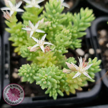 Load image into Gallery viewer, Sedum Hispanicum - John & Norma's Succulents