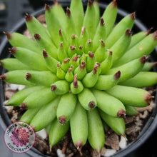 Load image into Gallery viewer, Sempervivum Pittoni - John & Norma's Succulents