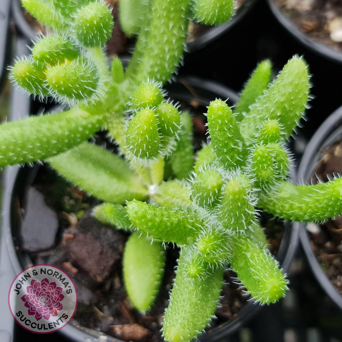 Delosperma echinatum 'Pickle Plant'